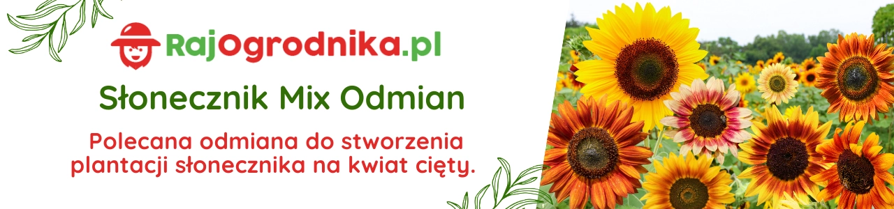 Słonecznik Mix Odmina na kwiat cięty nasiona do siewu sklep rajogrodnika